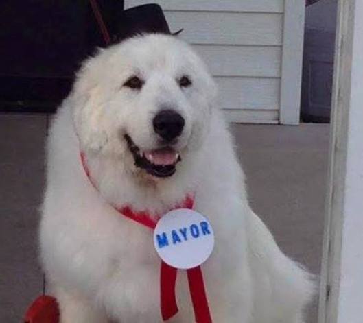 Duke The Dog Mayor (Facebook photo)